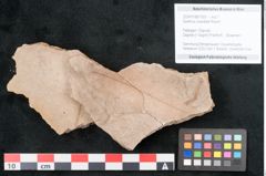 Foto (Objekt + Etikett) von Quercus cuspidata Rossm. (NHMW-GEO-2024-0188-7925)